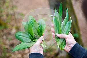 Wild garlic Allium ursinum and poisonous Autumn crocus Colchicum autumnaleÂ 